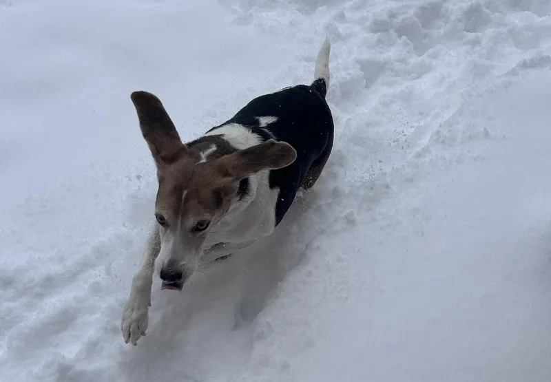 An adult medium-sized male Tricolor (Brown, Black, & White) Beagle dog named Bleu for adoption in Glen Allen, VA
