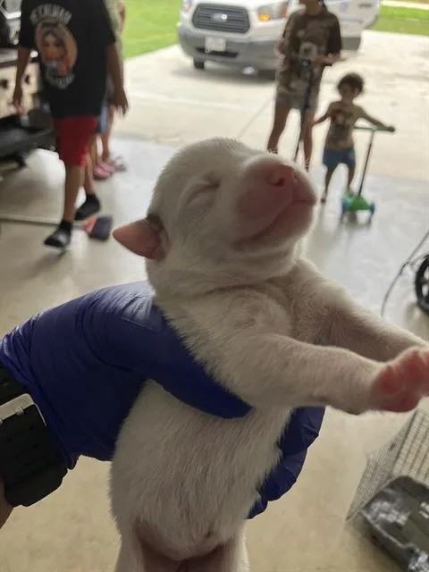 A baby medium-sized female Mixed Breed dog named Snowflake for adoption in Dallas, TX