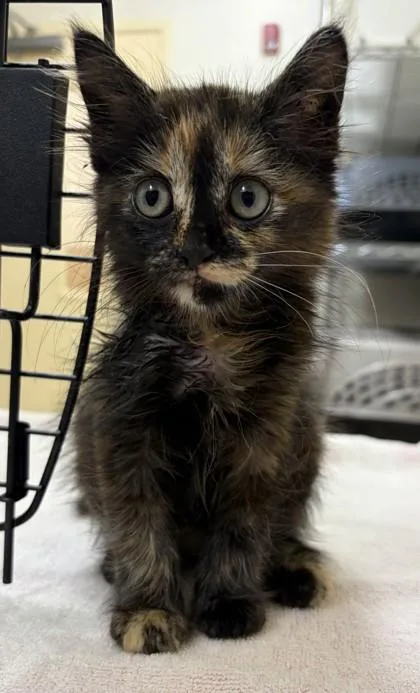 Sophie