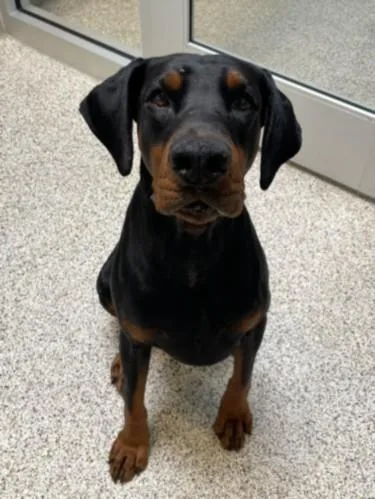 An adult extra large-sized male Doberman Pinscher dog named Dozer for adoption in Los Angeles, CA