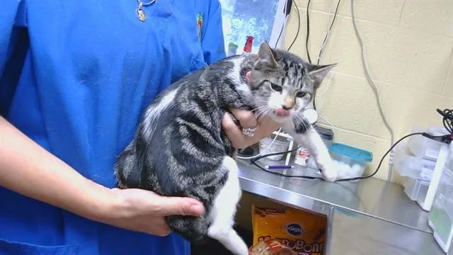 A baby medium-sized female Domestic Short Hair cat named Space Cowgirl for adoption in Cookeville, TN