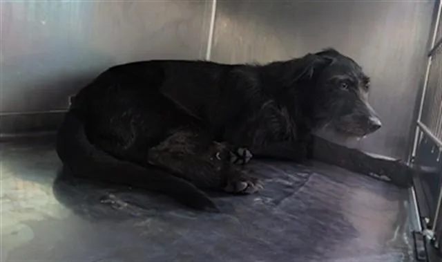 An adult medium-sized male Terrier dog named A for adoption in Baldwin Park, CA