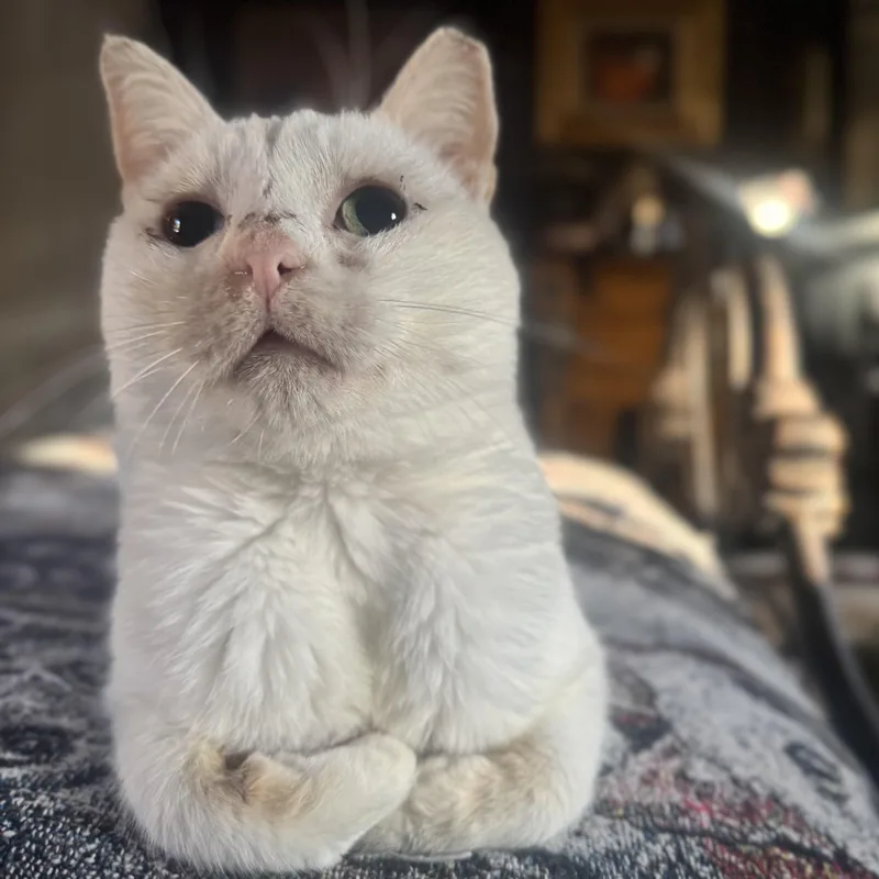 An adult medium-sized male Domestic Short Hair cat named Heiko Coming In for adoption in Clifton, NJ