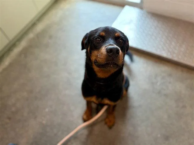 A young large-sized male Rottweiler dog named Echo for adoption in Tavares, FL
