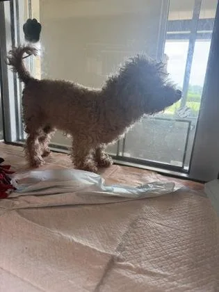 A senior small-sized female Poodle dog named Randi for adoption in North Richland Hills, TX