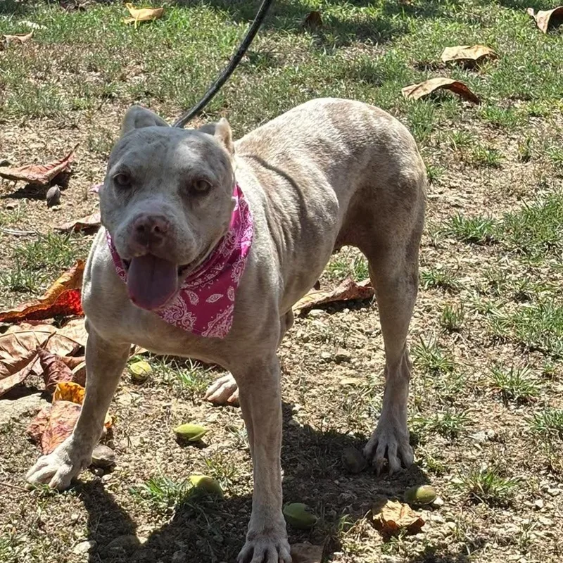 Nova