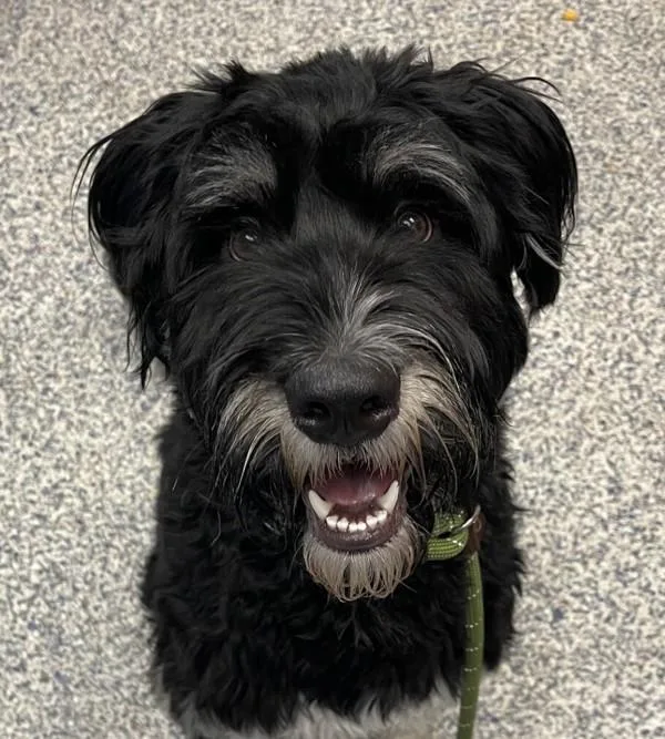 A young medium-sized male Labradoodle dog named Cowboy for adoption in Golden, CO