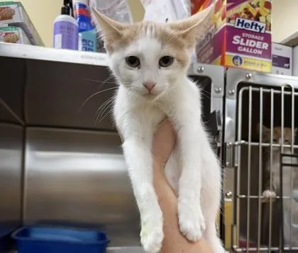 A baby small-sized male Orange & White Domestic Short Hair cat named Rowlf for adoption in Dubuque, IA
