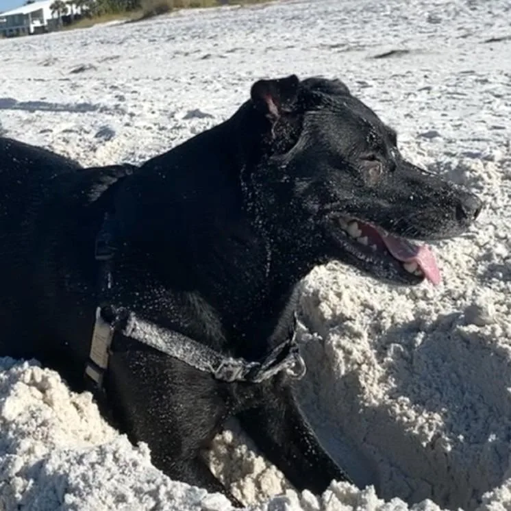 A senior large-sized female Black Labrador Retriever dog named Boo for adoption in Corvallis, OR