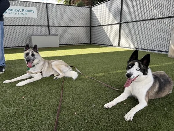 A young large-sized male Siberian Husky dog named Nola for adoption in San Diego, CA