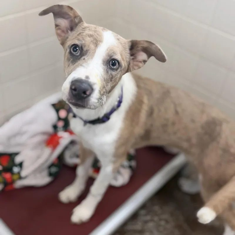 A young medium-sized female Yellow / Tan / Blond / Fawn Australian Shepherd dog named Snooki for adoption in Albuquerque, NM