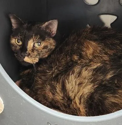 An adult medium-sized female Tortoiseshell cat named Devon for adoption in Butte, MT
