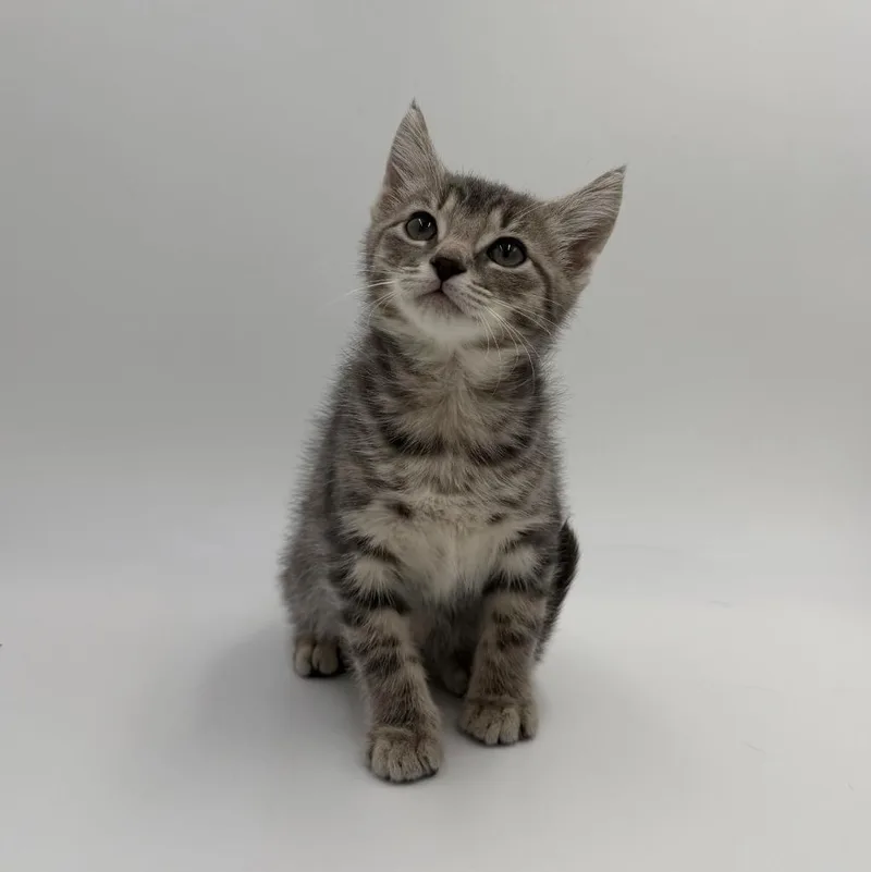 A baby medium-sized male Domestic Short Hair cat named Horus for adoption in State College, PA