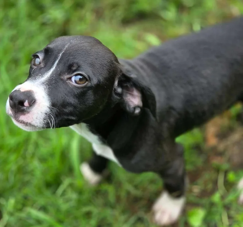 A baby medium-sized male Black Hound dog named Sam for adoption in Anniston, AL