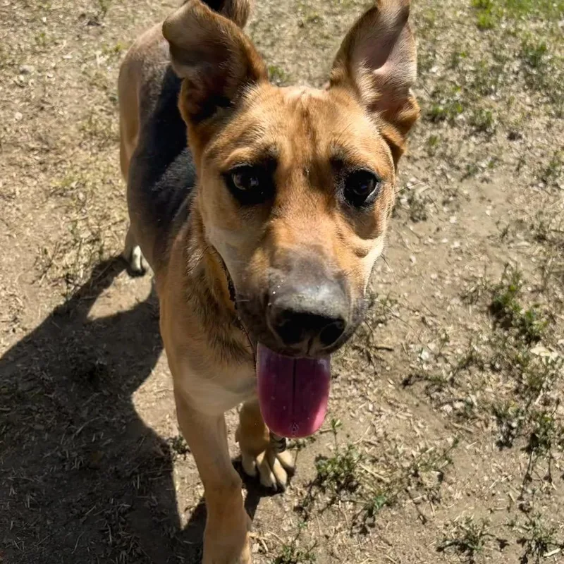 An adult medium-sized male Black Cardigan Welsh Corgi dog named Shortstop for adoption in San Jacinto, CA
