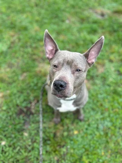 An adult large-sized female Pit Bull Terrier dog named Bella for adoption in Daytona Beach, FL