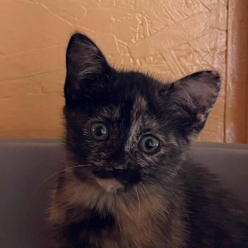 A baby small-sized female Domestic Short Hair cat named Sprinkles for adoption in Kennebunk, ME