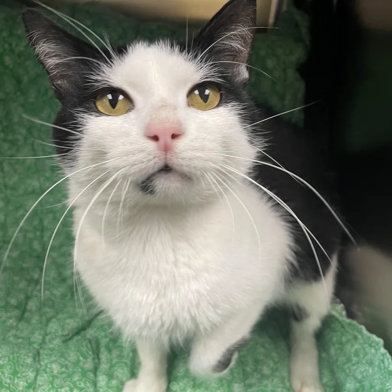 An adult medium-sized male Black & White / Tuxedo Domestic Short Hair cat named Ozzy for adoption in Edinburg, VA