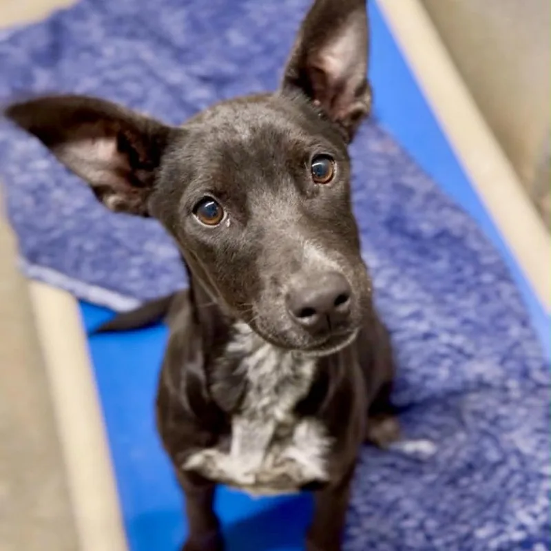 A young medium-sized female Black Mixed Breed dog named Poppet for adoption in Washington Township, OH