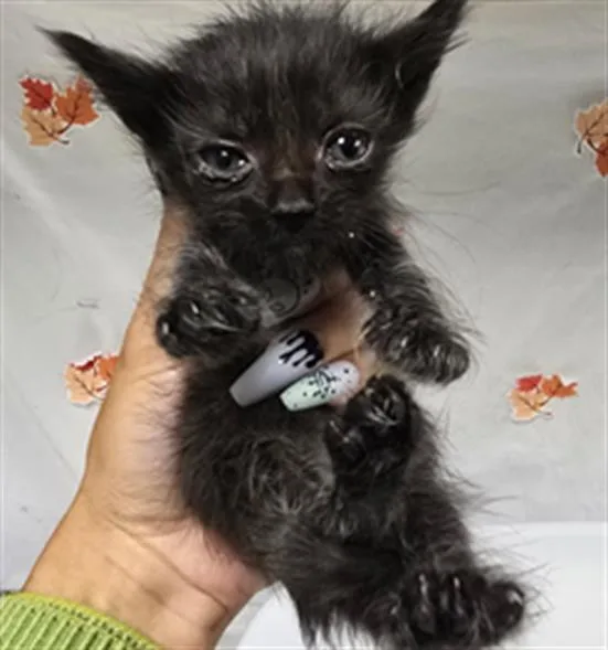 A young small-sized male Domestic Short Hair cat named Oceans for adoption in Riverside, CA