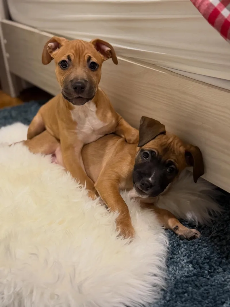 Meganight thumbnail 3