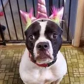 Yoyoma Fee Sponsored