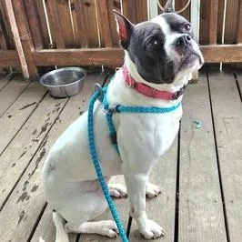 Yoyoma  Fee Sponsored thumbnail 3