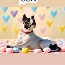 Yoyoma  Fee Sponsored thumbnail 5