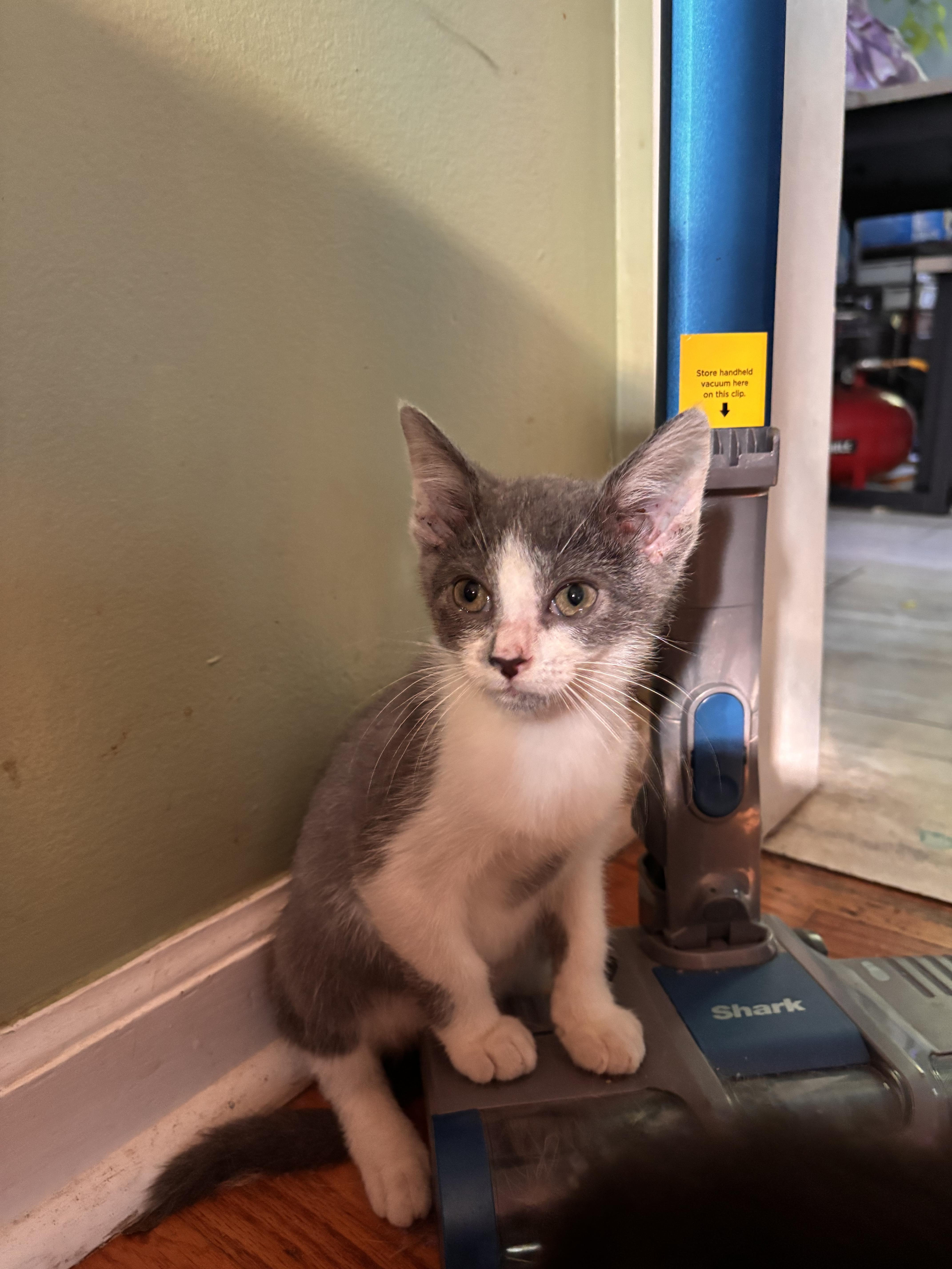 A baby small-sized male Gray & White Domestic Short Hair cat named Swiffer for adoption in Woodlawn, TN