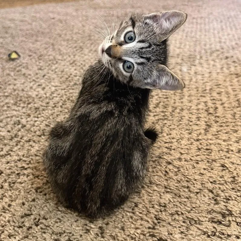 A baby small-sized female Gray / Blue / Silver Domestic Short Hair cat named Cracker Jacks for adoption in Austin, TX