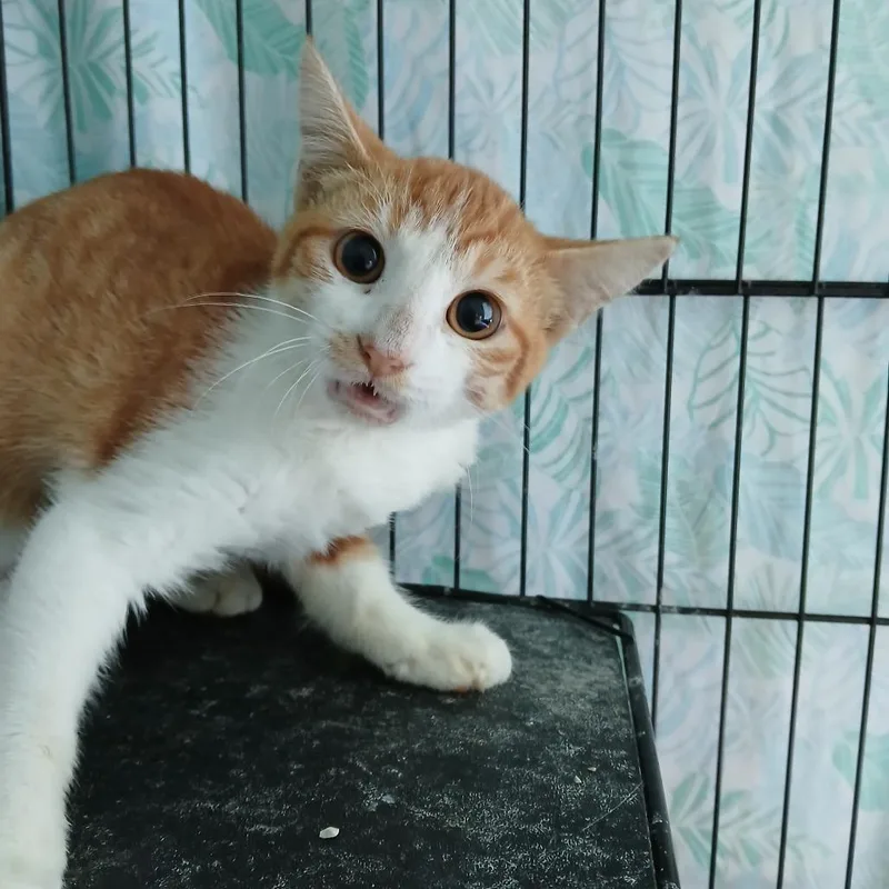 A young small-sized male Domestic Short Hair cat named JohnPaul for adoption in Clarksdale, MS