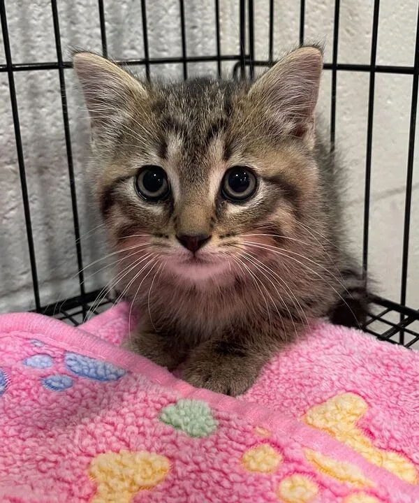 A baby small-sized male Domestic Short Hair cat named Dio for adoption in Jackson, MI