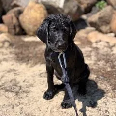 A baby medium-sized female Labrador Retriever dog named Liffey in Vermont for adoption in Waitsfield, VT
