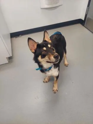 An adult medium-sized male Mixed Breed dog named Tiramisu for adoption in West Chester, PA