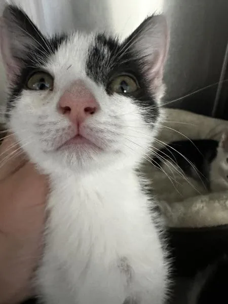 A baby small-sized female Domestic Short Hair cat named Bandit for adoption in Vallejo, CA