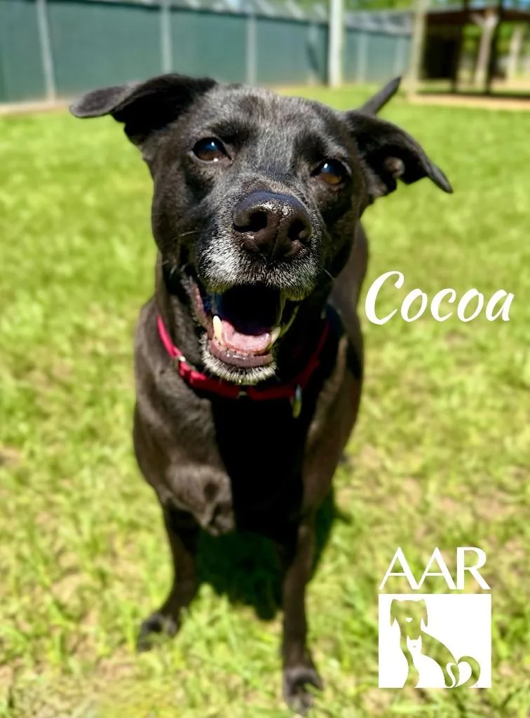 A young medium-sized female Whippet dog named Cocoa for adoption in Magnolia, TX