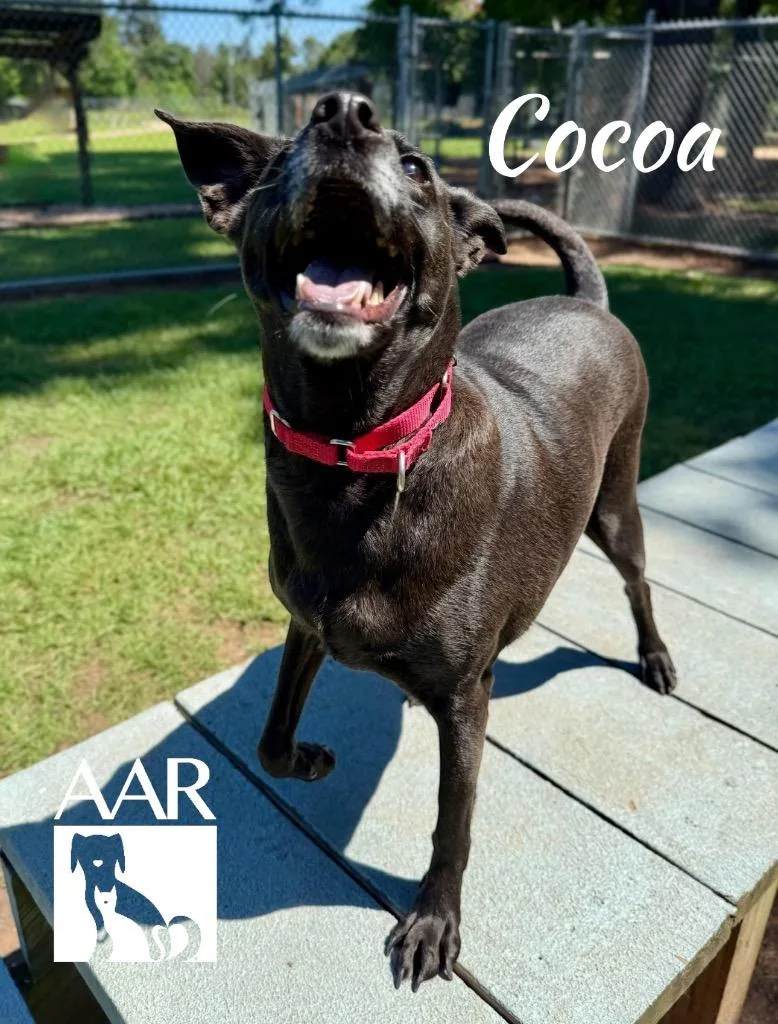 Cocoa thumbnail 2