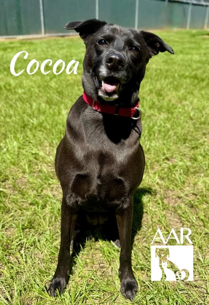 Cocoa thumbnail 3