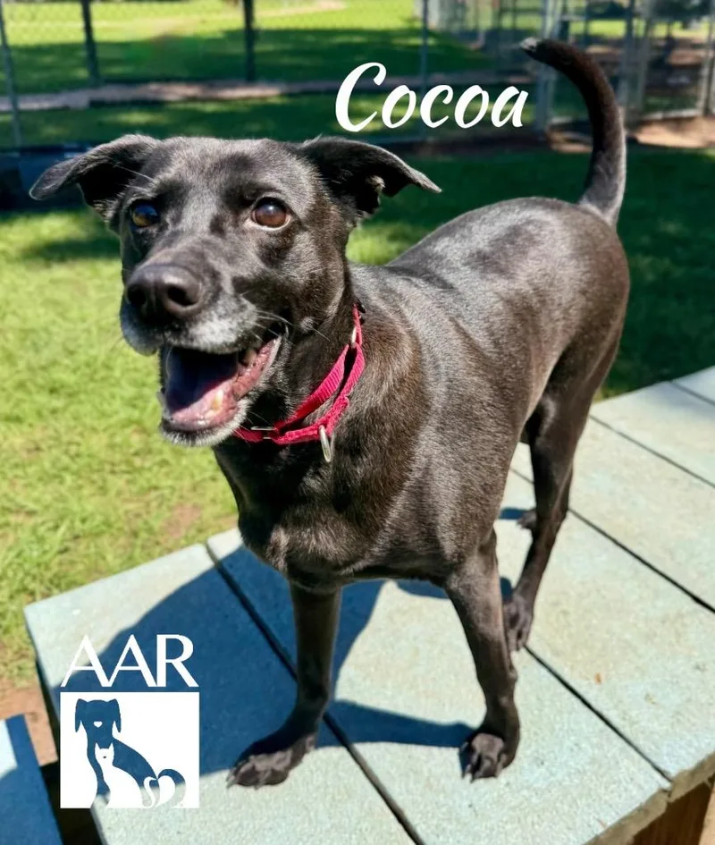 Cocoa thumbnail 4