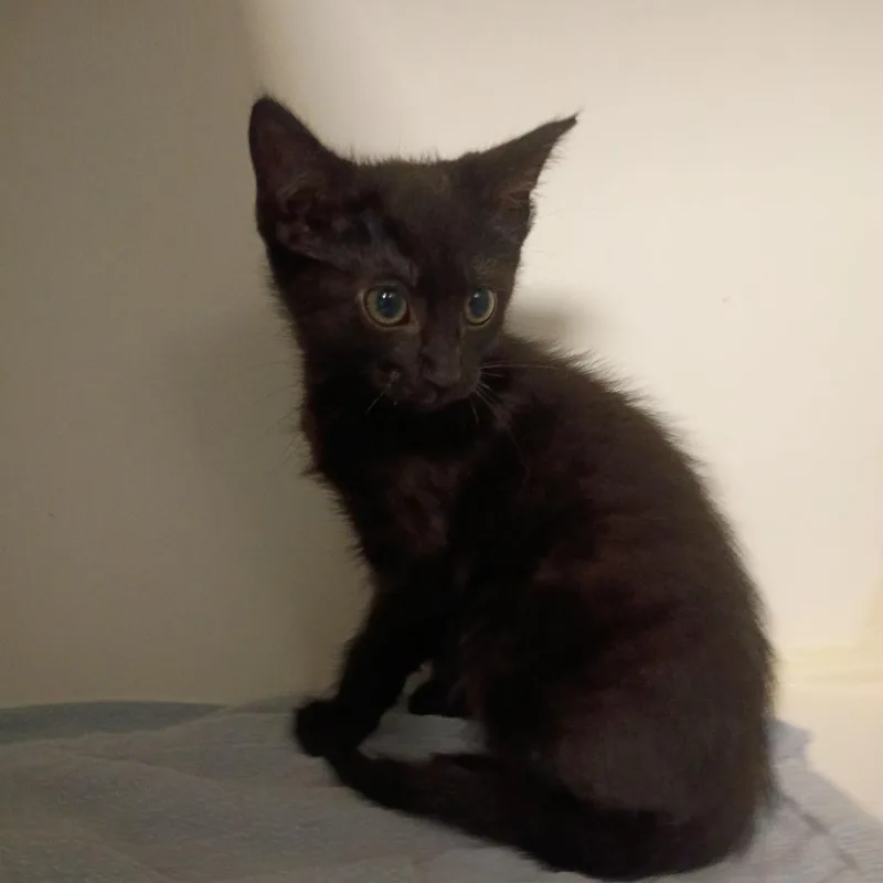 Chili
