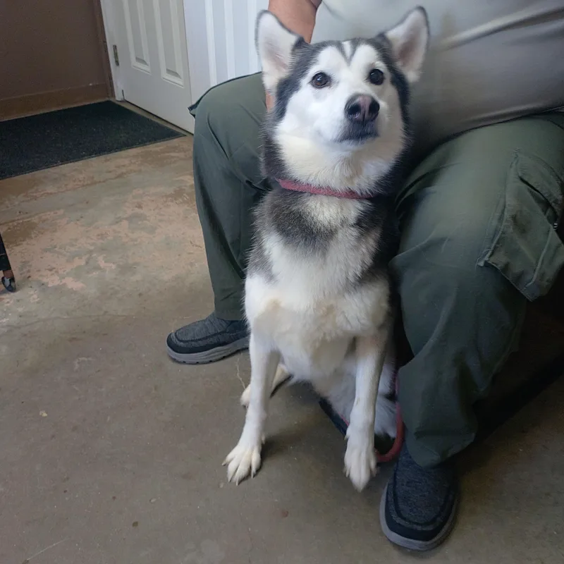 An adult medium-sized female Husky dog named 26-118 for adoption in Carrollton, OH