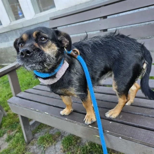 A young small-sized female Terrier dog named Darjeeling for adoption in Long Beach, CA