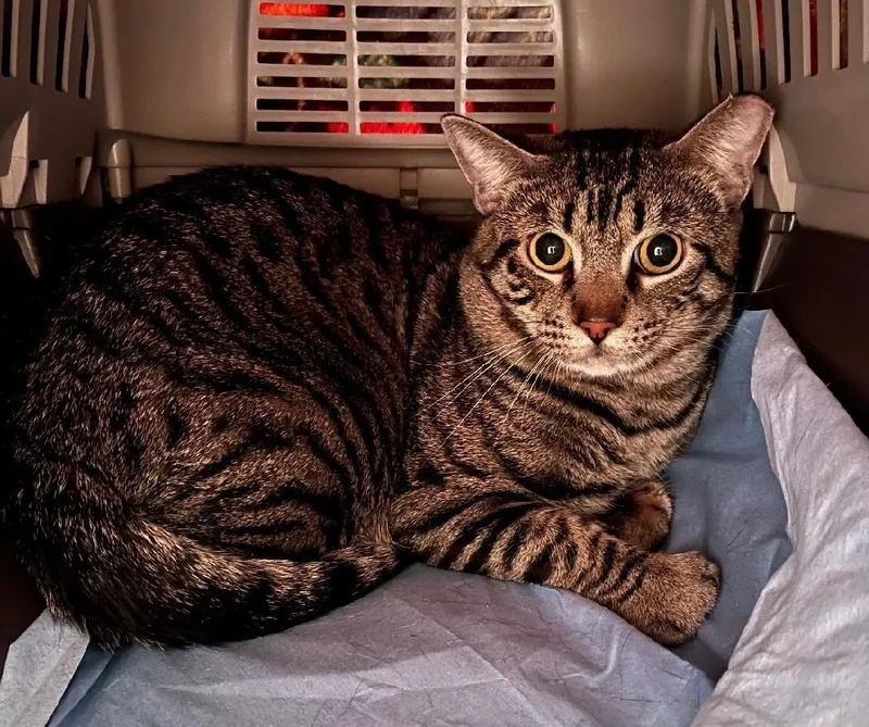A young medium-sized male Domestic Short Hair cat named Remy for adoption in Reno, NV