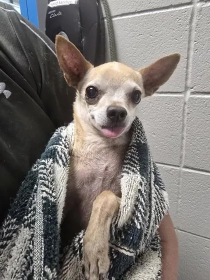 A senior small-sized male Chihuahua dog named Dusty for adoption in Missoula, MT