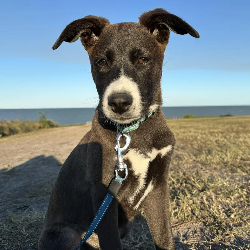 A young medium-sized female Sable Terrier dog named Saffron for adoption in Corpus Christi, TX