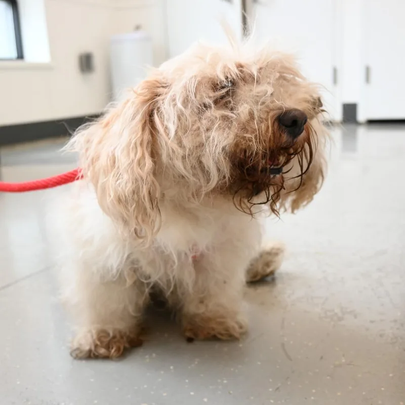 An adult small-sized male White / Cream Maltese dog named Thor for adoption in New York, NY