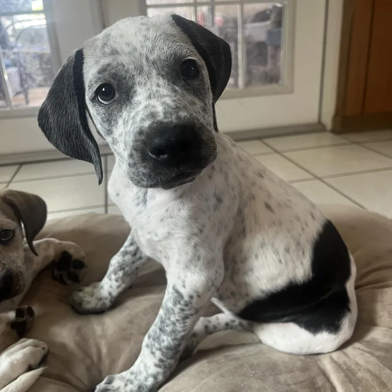 A baby medium-sized female Black Mixed Breed dog named Carrie for adoption in Merritt Island, FL