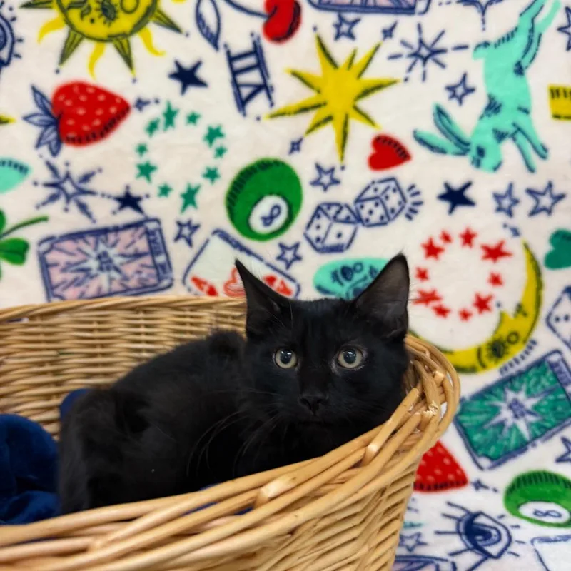 A baby small-sized female Black Domestic Long Hair cat named Susan for adoption in Deerfield, IL