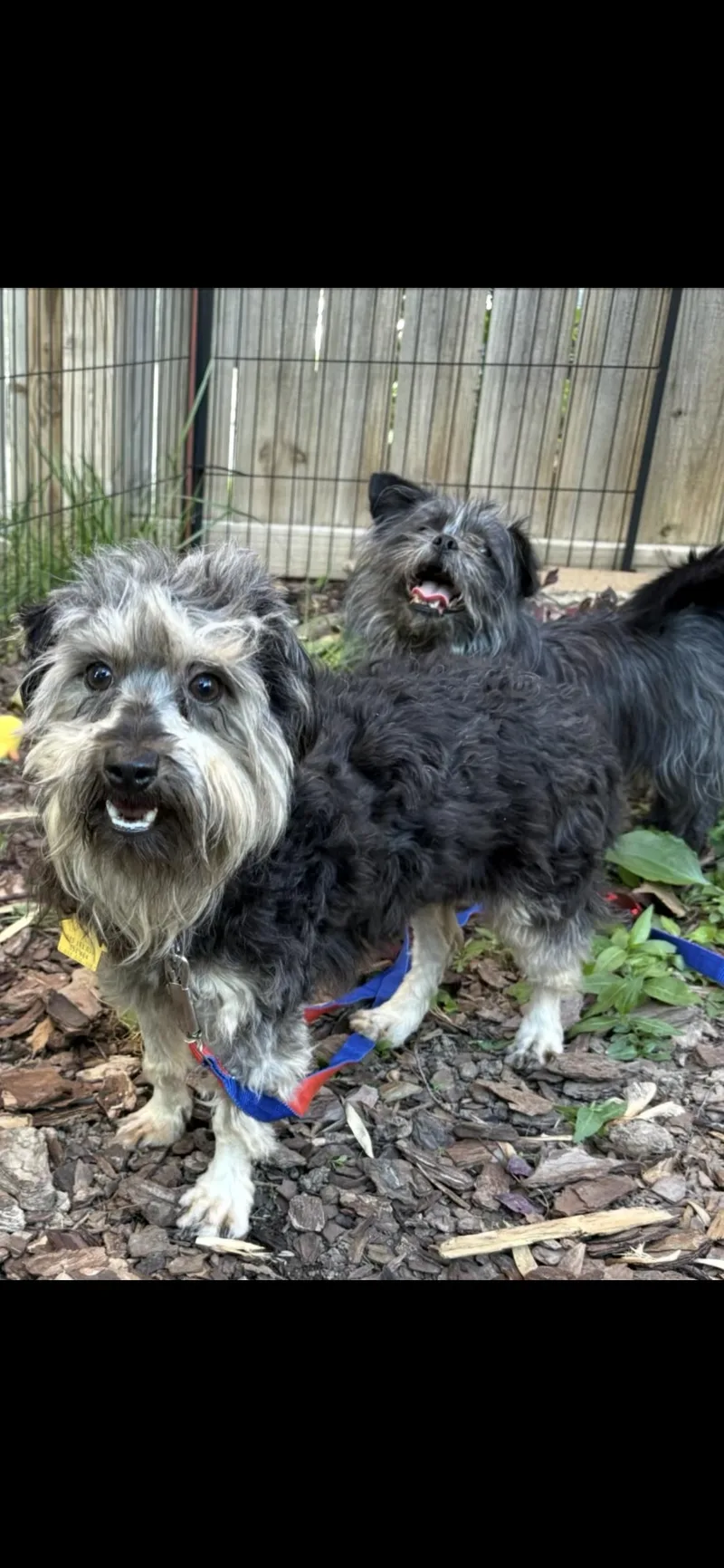 An adult small-sized male Yorkie Poo dog named Bradford for adoption in Saint Louis, MO