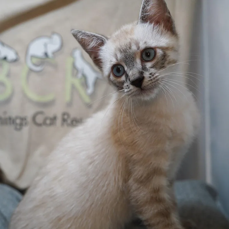 A baby medium-sized male Buff / Tan / Fawn Siamese cat named Tango for adoption in Garland, TX